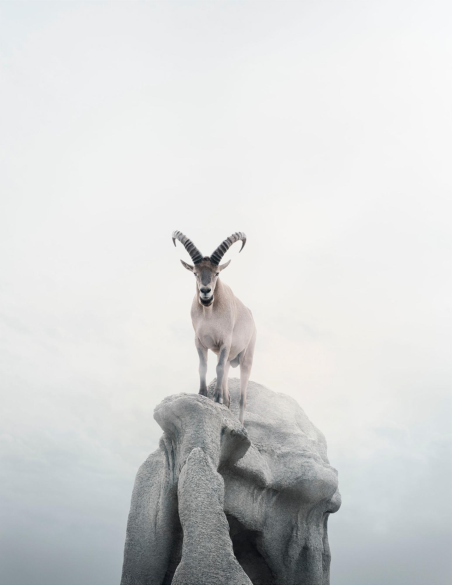 Alice Zilberberg Color Photograph – Intent-Ibex, eingelegt