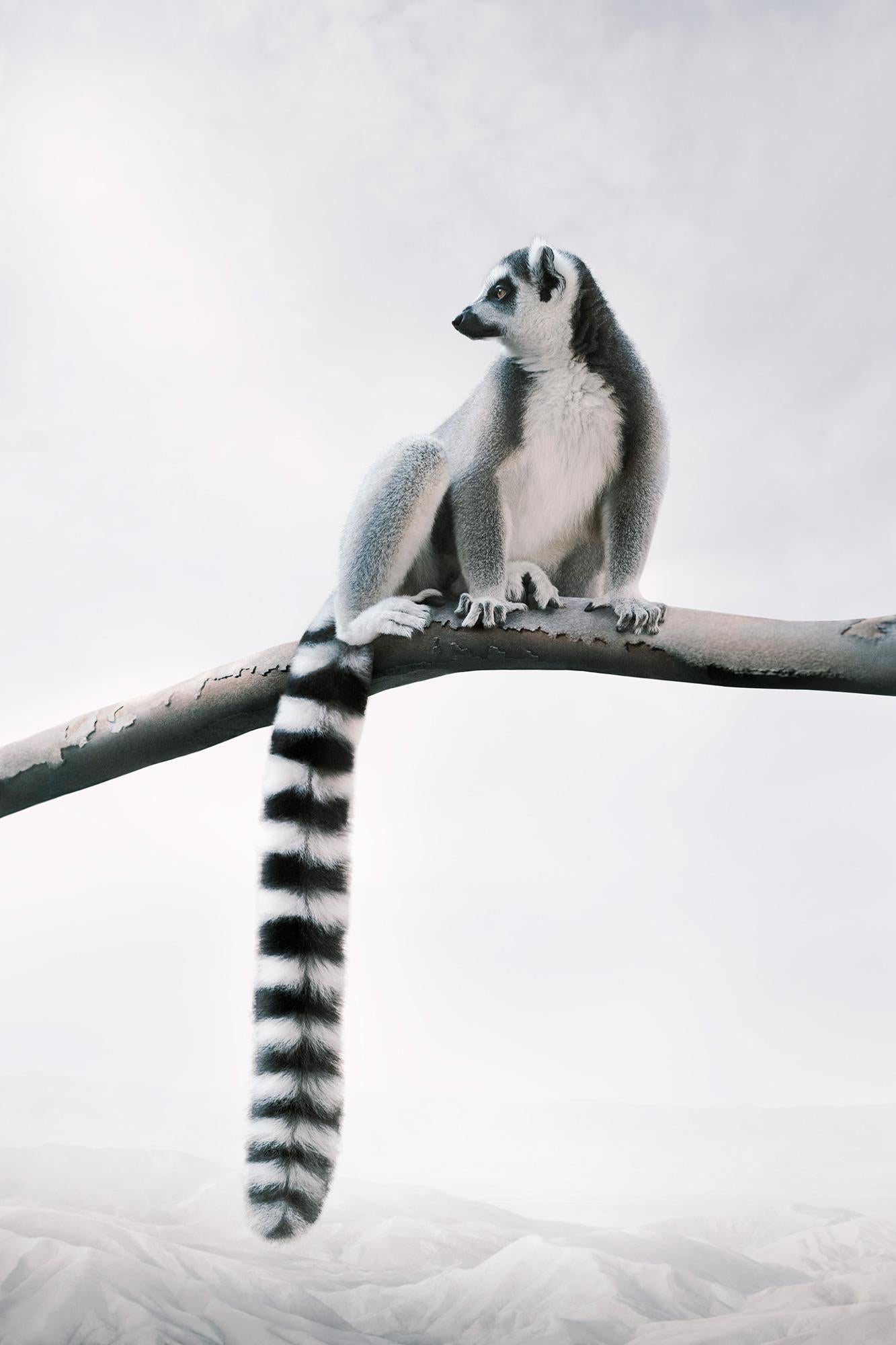 Alice Zilberberg Color Photograph - Laid-Back Lemur