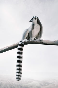 Lemur mit vorderer Rückenlehne