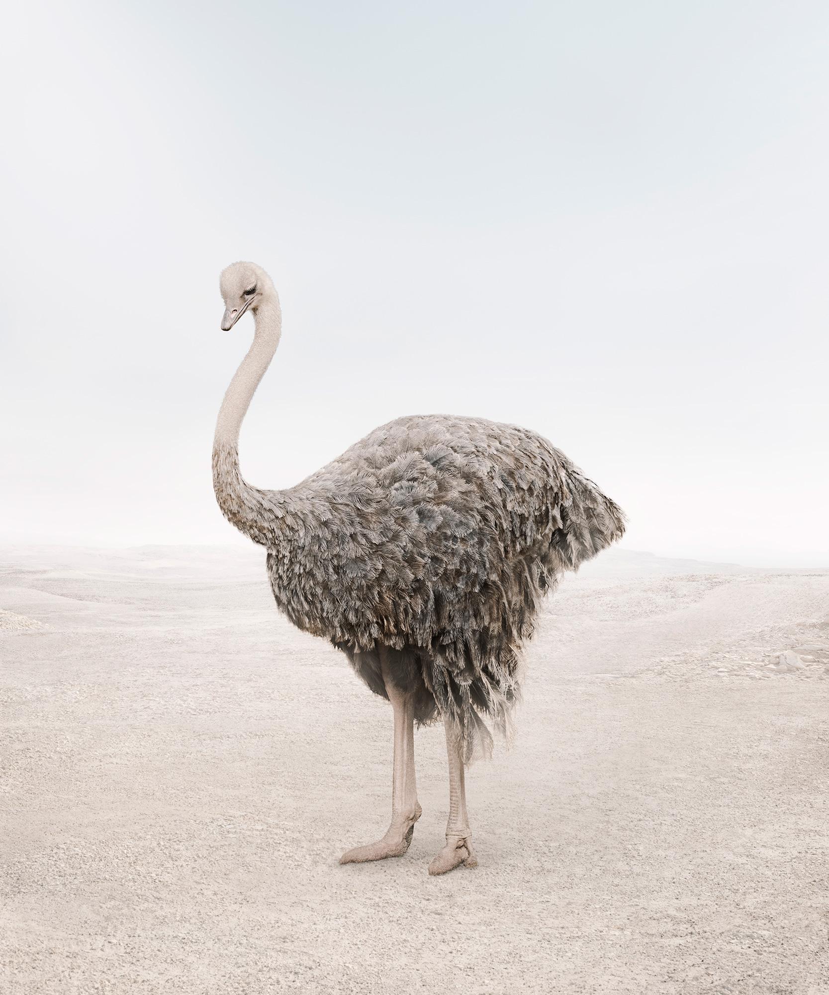 Alice Zilberberg Color Photograph - Onward Ostrich