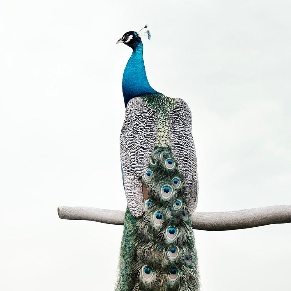 Patience peacock - animal photography, color photography - Photograph by Alice Zilberberg