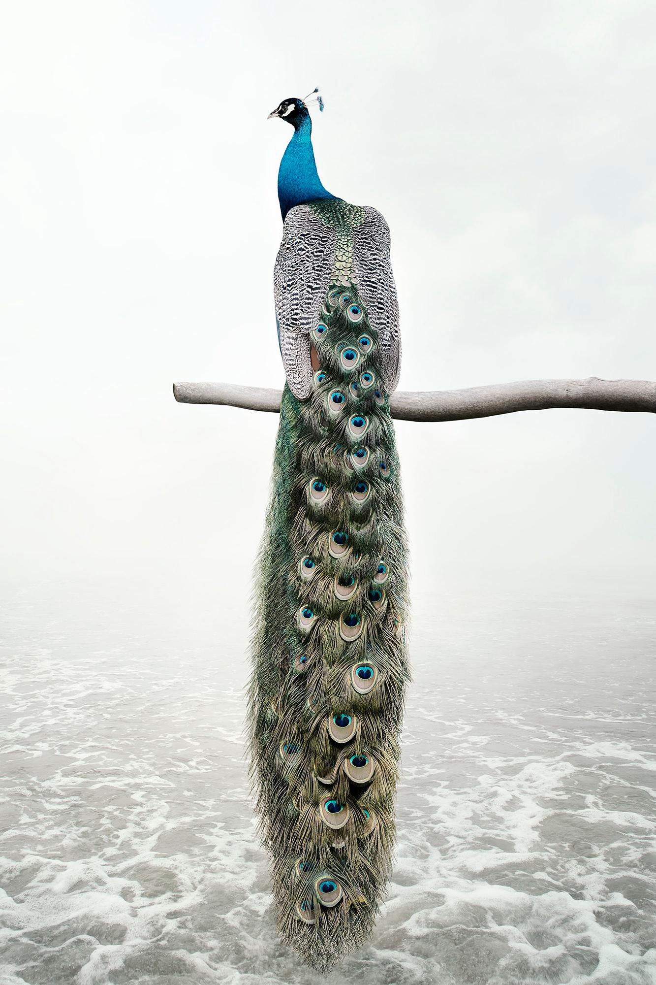 Alice Zilberberg Color Photograph - Patience Peacock