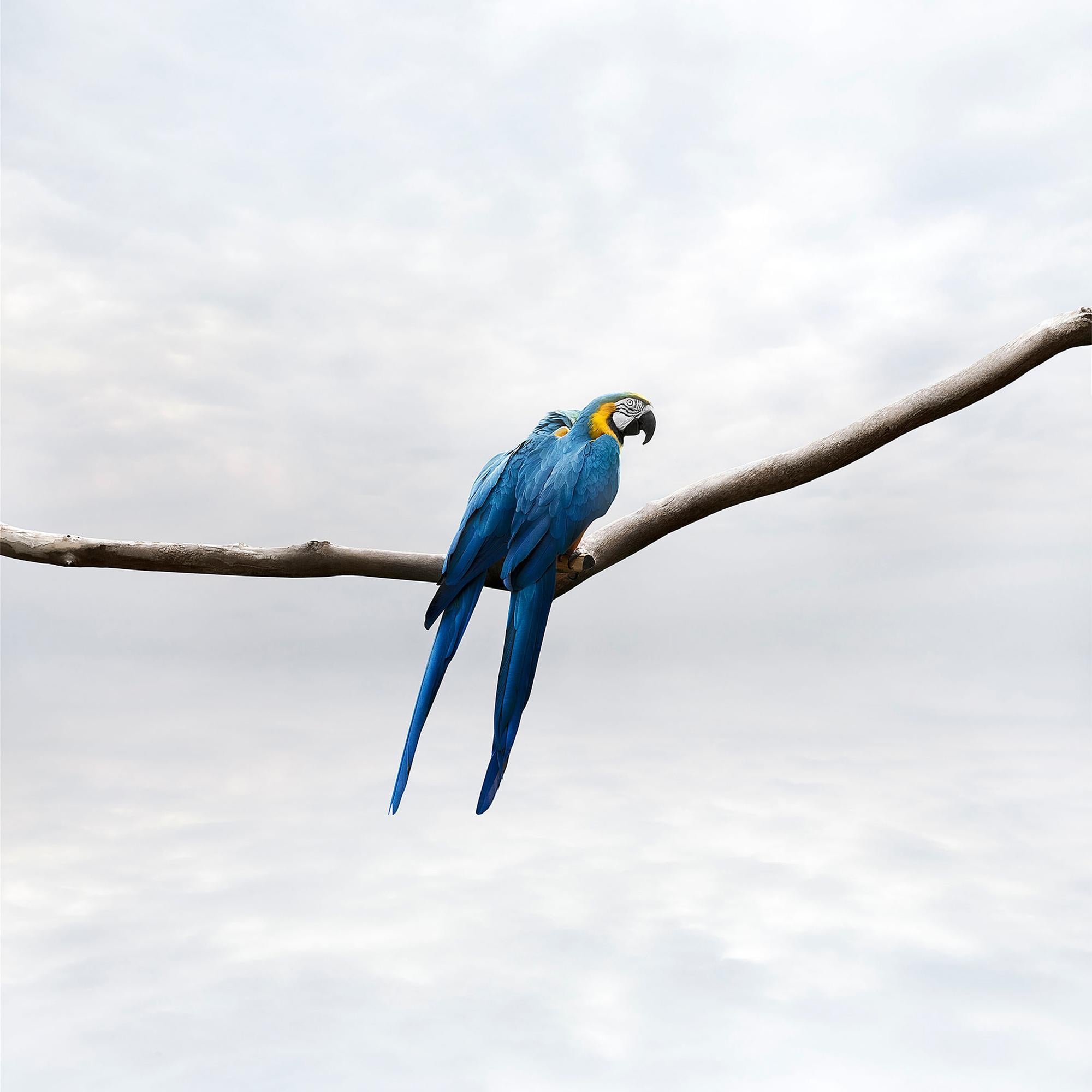 Alice Zilberberg Color Photograph - Pondering Parrots