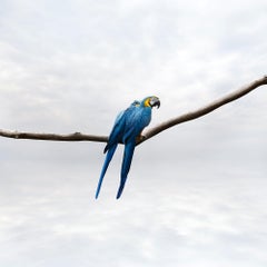 Used Pondering Parrots