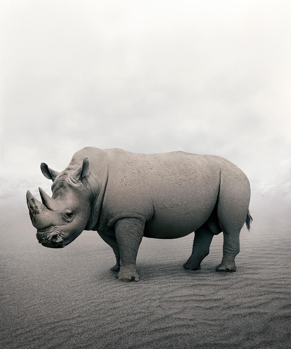 Alice Zilberberg Black and White Photograph - Relax Rhino