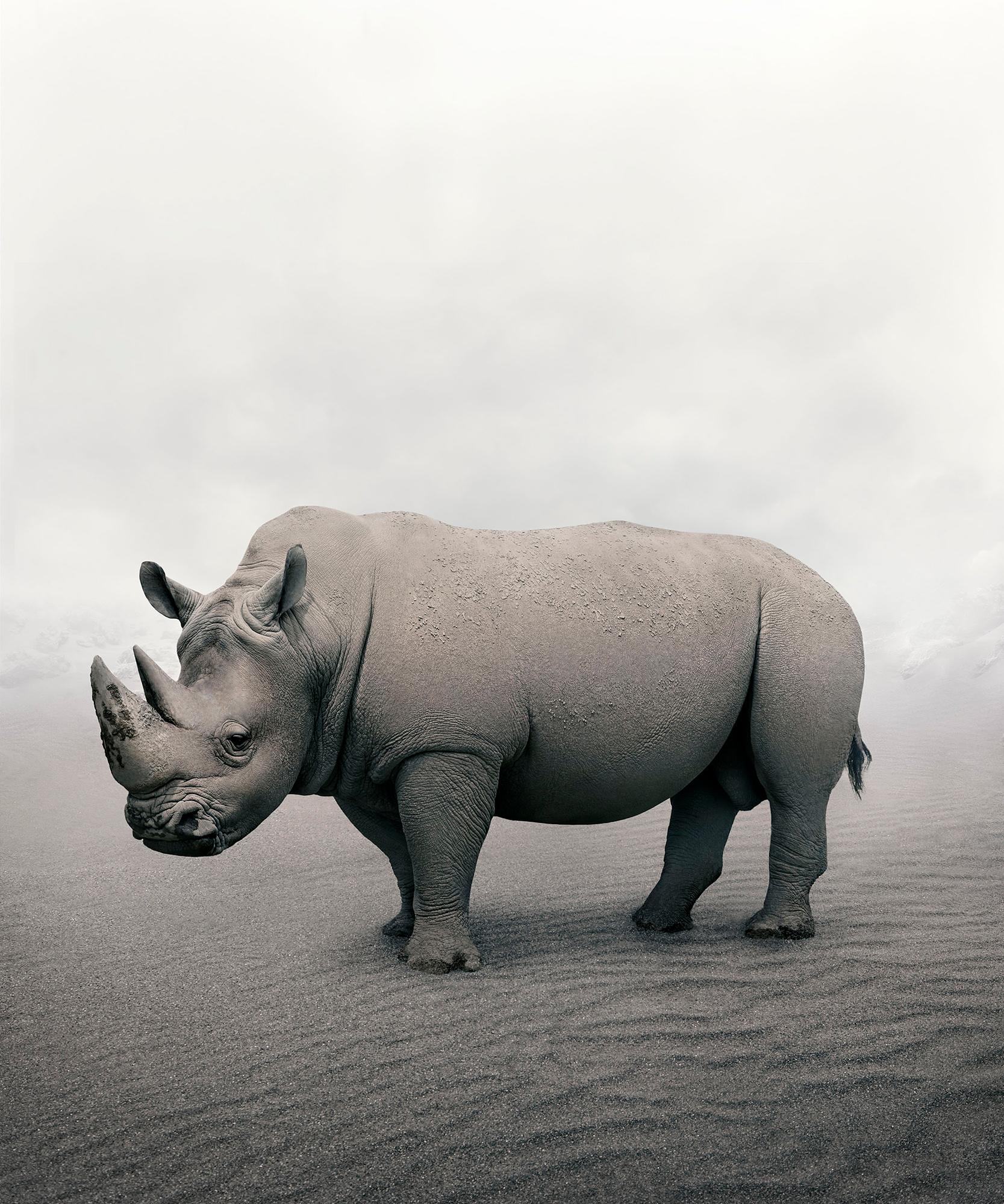 Alice Zilberberg Color Photograph – Restauriertes Rhino