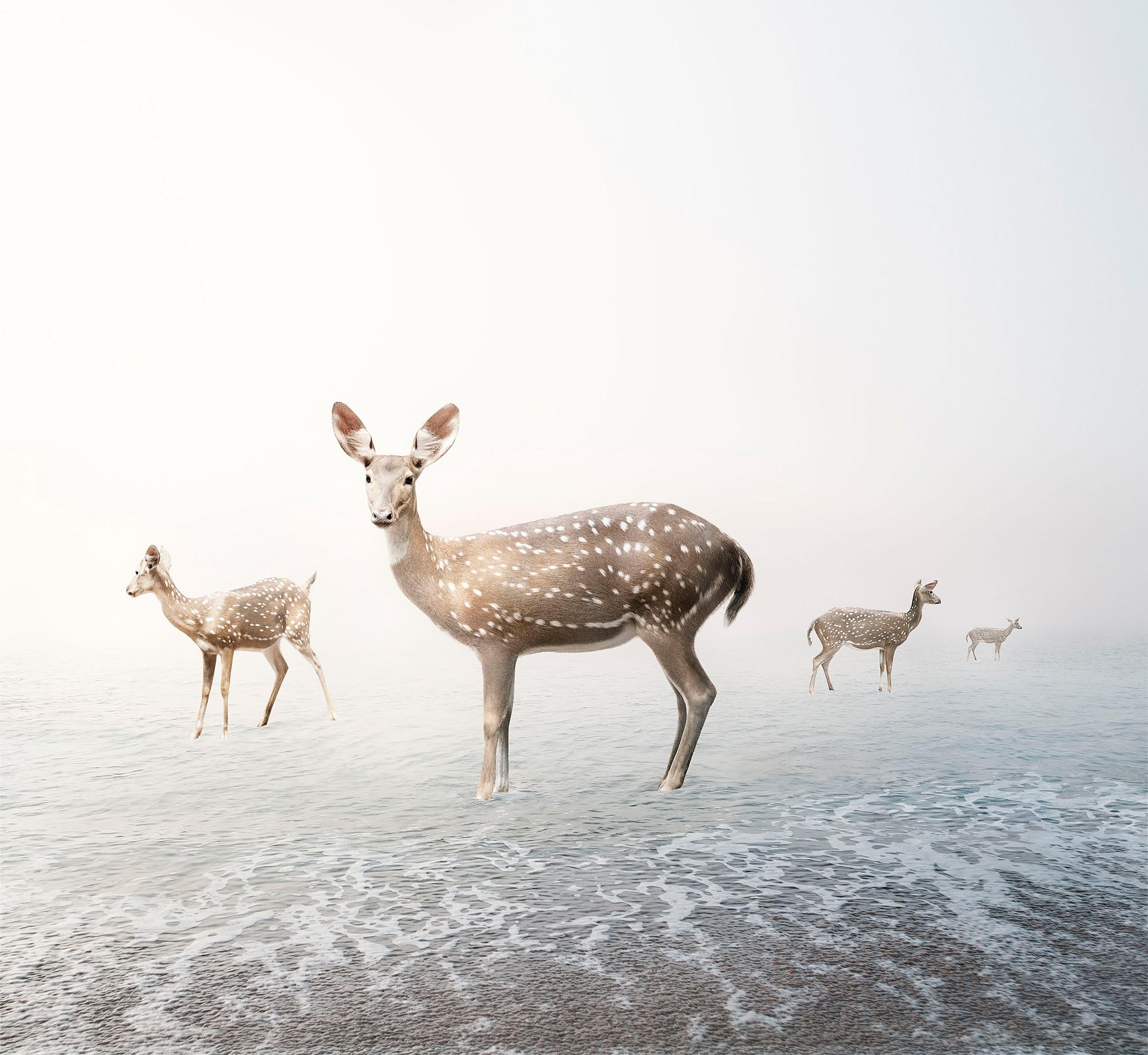 Alice Zilberberg Color Photograph – staying My Deer