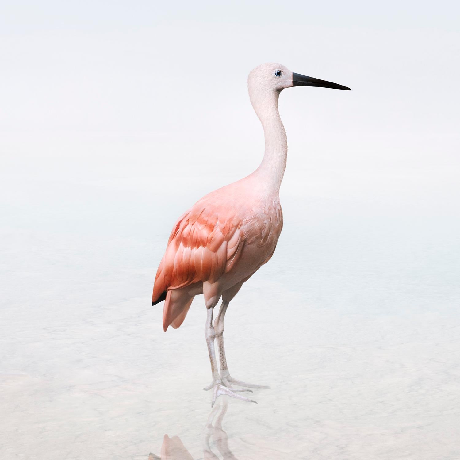 Surrender Scarlet Ibis - animal photography, color photography - Photograph by Alice Zilberberg