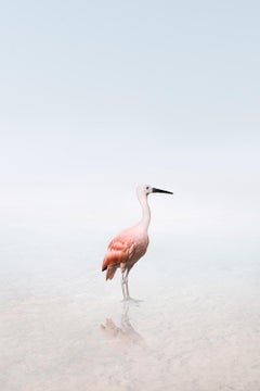 Surrender Scarlet Ibis - animal photography, color photography