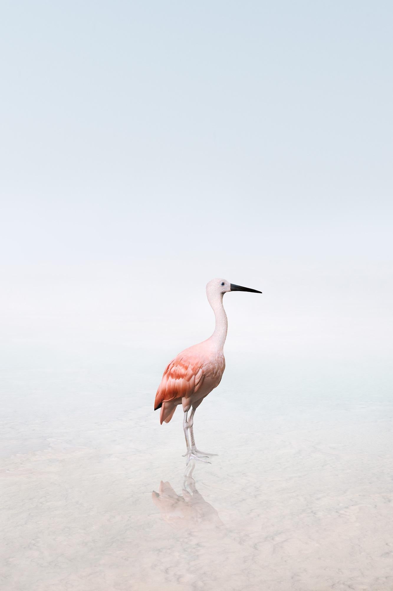 Alice Zilberberg Color Photograph – render-Schal Ibis