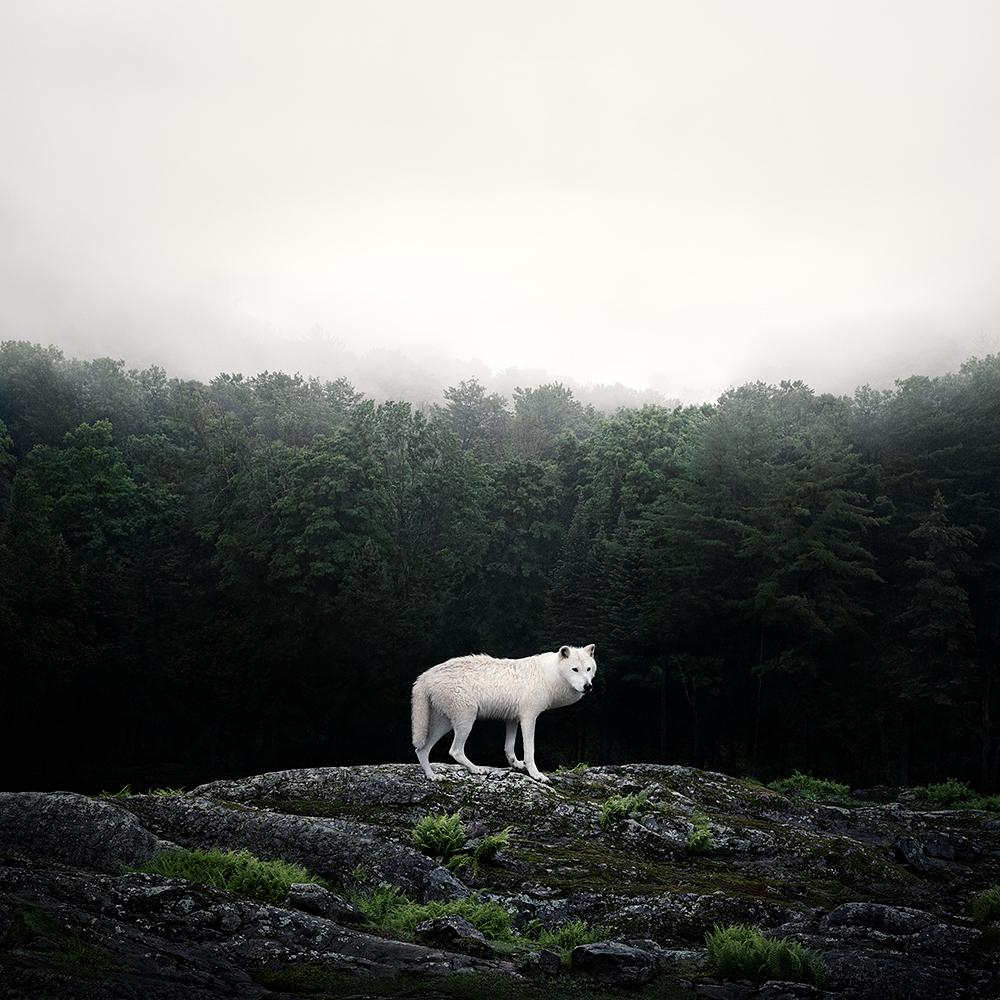 Alice Zilberberg Portrait Photograph – Weißer weißer Wolf – Tierfotografie, Farbfotografie
