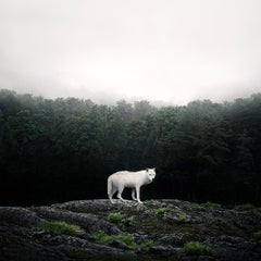 Weißer weißer Wolf – Tierfotografie, Farbfotografie