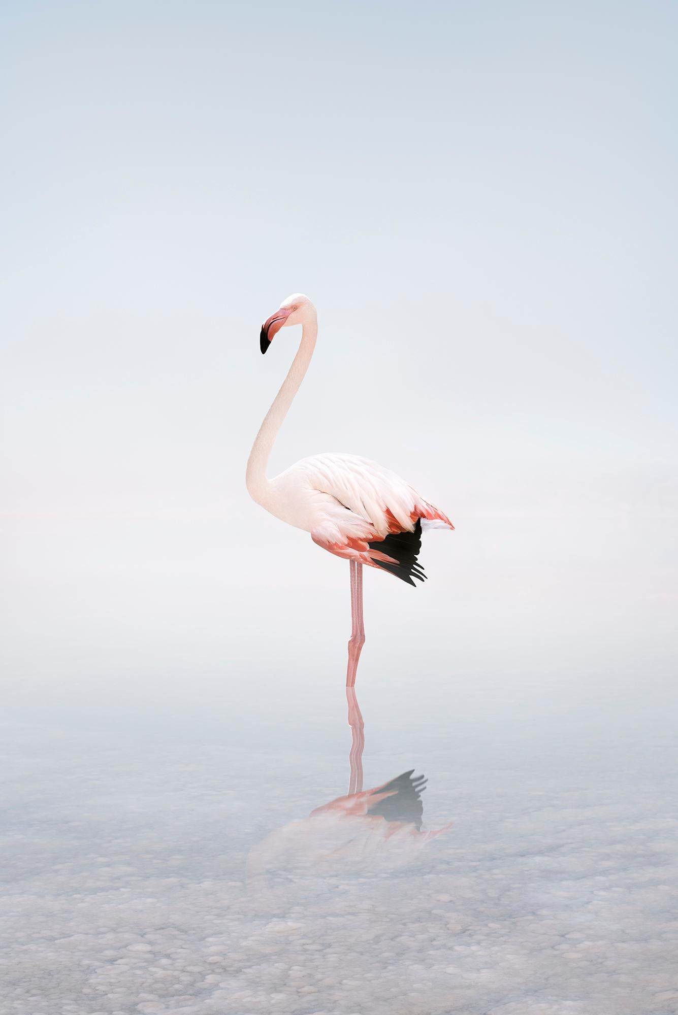 Alice Zilberberg Color Photograph - Wondering White Flamingo 