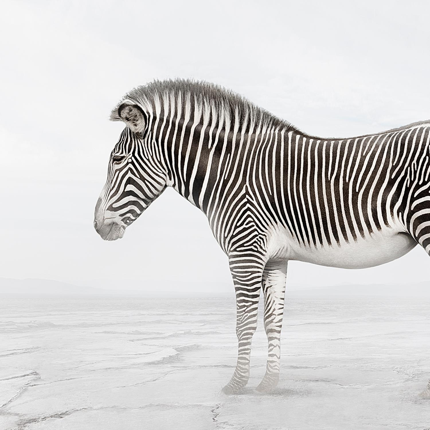 Zen Zebra - photographie d'animaux, photographies en couleur - Photograph de Alice Zilberberg
