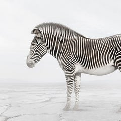 Zen Zebra - animal photography, color photography