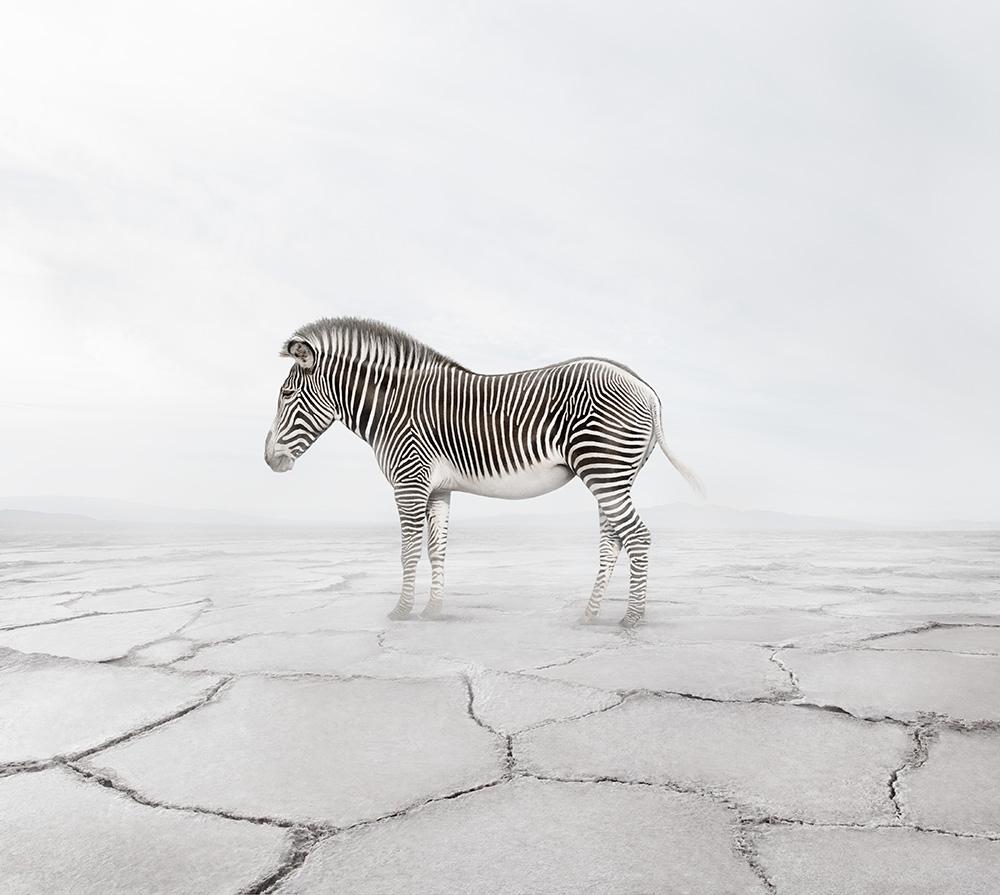 Zen Zebra - animal photography, color photography