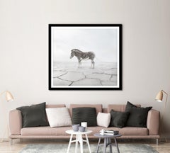 Zen Zebra