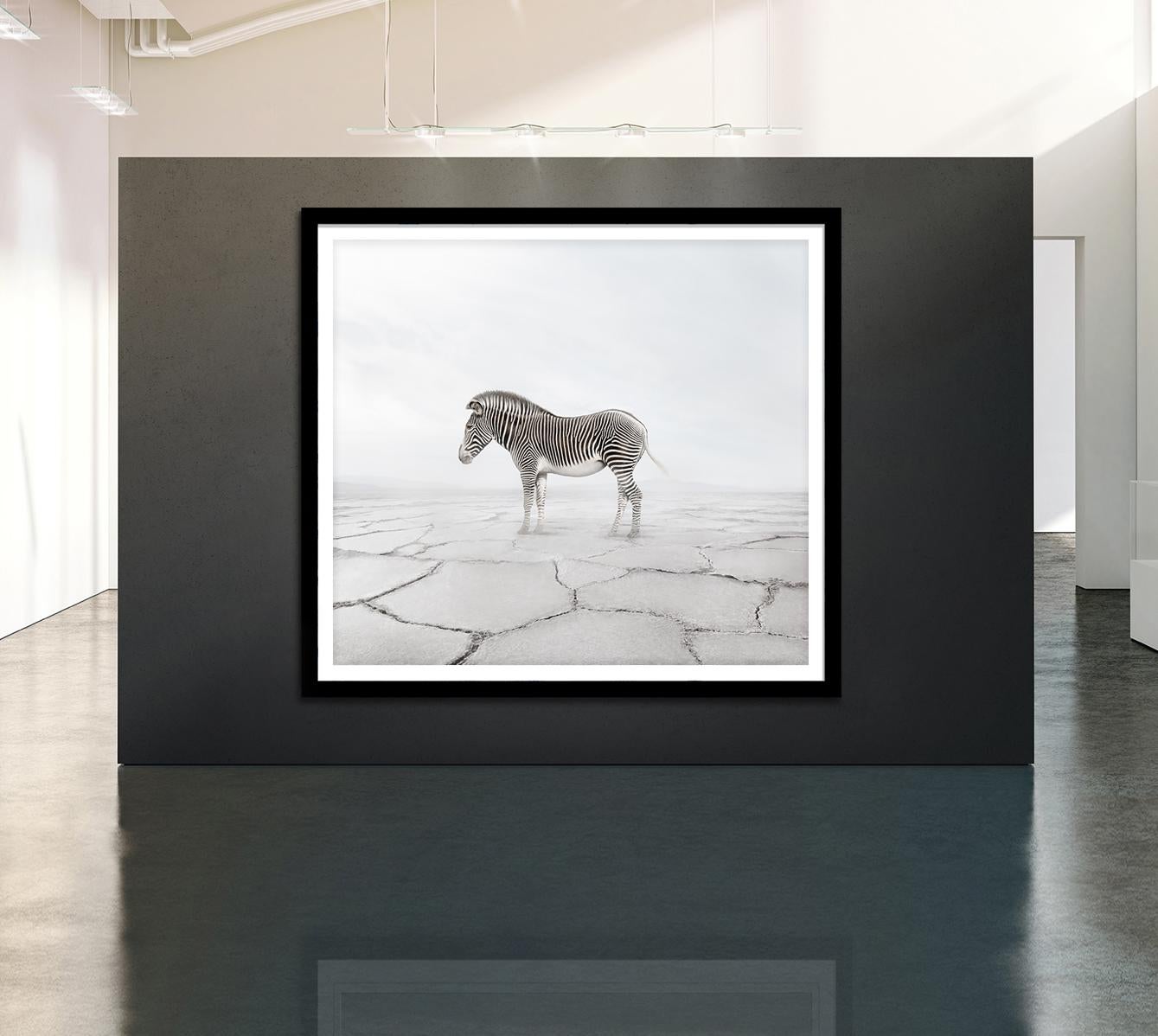 In this series, Zilberberg creates animal montages as an expression of self-therapy. As a person living in the west, moving through a daily life that is sometimes high-paced and emotionally complex, the artist finds calm in the presence of these