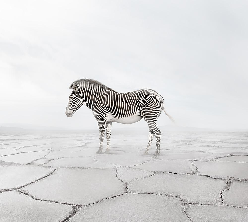 Alice Zilberberg Color Photograph - Zen Zebra