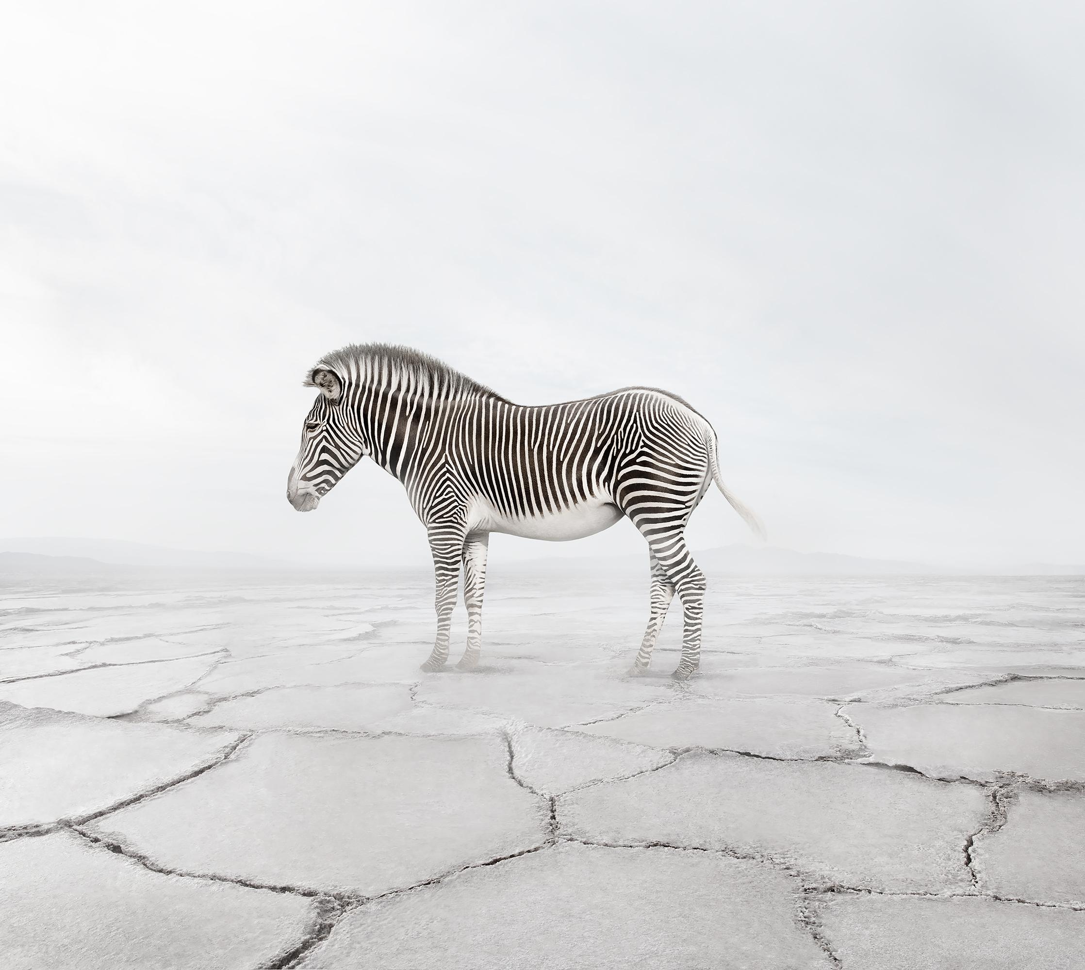 Alice Zilberberg Color Photograph – Zen Zen-Zebra