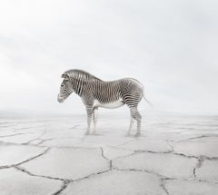 Zebra zébré zen