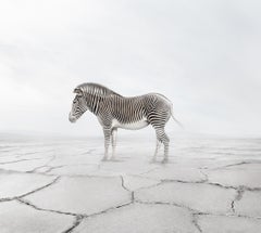 Zen Zebra