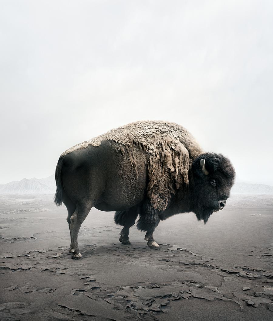 Alice Zilberberg - Be Here Bison, photographie 2019, imprimée d'après