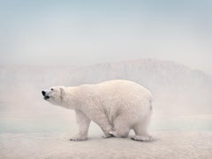 Alice Zilberberg - Be There Bear, Fotografia 2024, Stampato Dopo