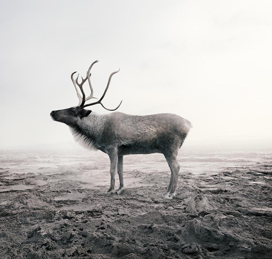 Calm Caribou
Series: Meditations
Photo-based painting on Canson Infinity Rag Photographique

Available sizes
30 x 32 in     Edition of 15
40 x 42 in     Edition of 12
60 x 62 in     Edition of 10

In this series, Zilberberg creates animal montages