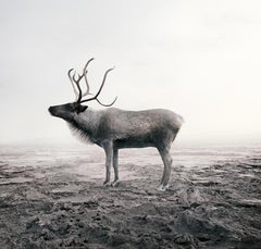 Alice Zilberberg - Calm Caribou, Photography 2019, Printed After