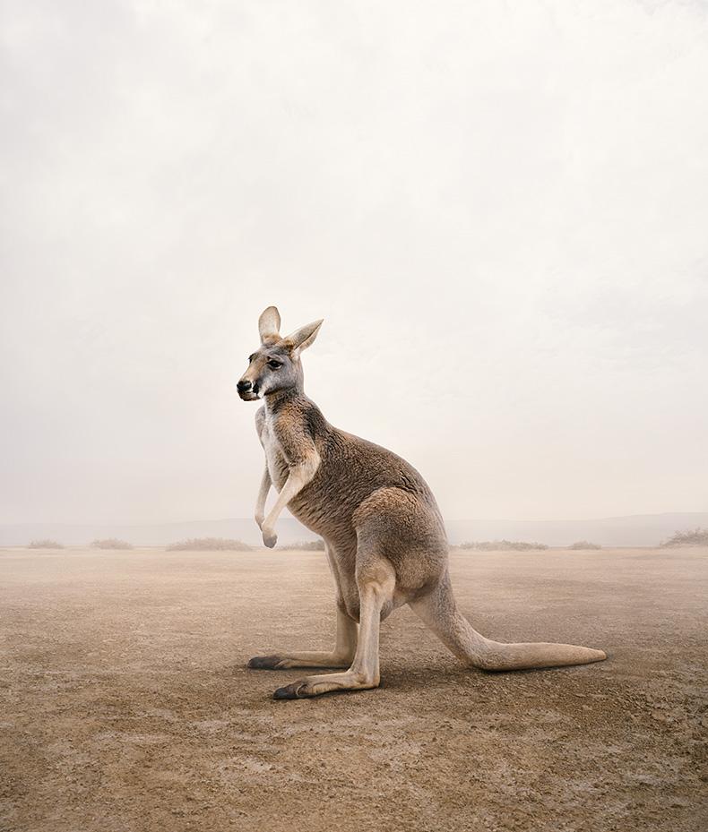 Care Kangaroo
Series: Meditations
Photo-based painting on Canson Infinity Rag Photographique

Available sizes
30 x 26 in     Edition of 15
40 x 34 in     Edition of 10
60 x 50 in     Edition of 10

In this series, Zilberberg creates animal montages
