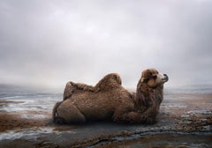 Alice Zilberberg - Centered Camel, Photography 2023, Printed After