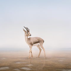 Alice Zilberberg - Don't Worry Deer, Photography 2024, Printed After