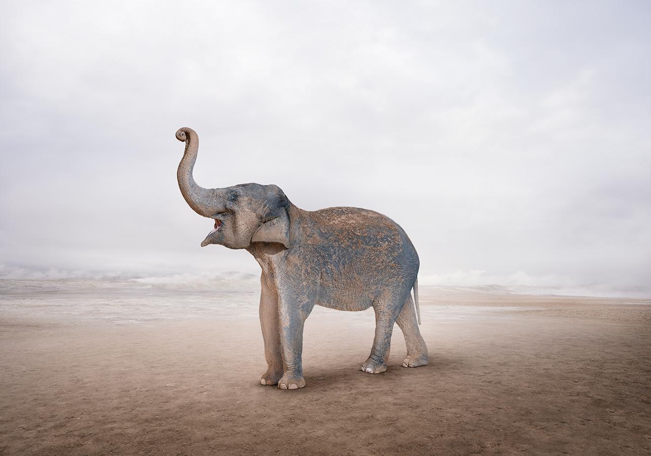 L'éléphant de terre
Série : Méditations
Peinture à base de photos sur Canson Infinity Rag Photographique

Tailles disponibles :
21"x30"	$2,500.00    Edition de 15
30"x43"	$4,000.00    Edition de 12
40"x57"	$7,500.00     Edition de