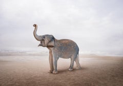 Alice Zilberberg - Éléphant terrestre, photographie 2023, imprimée d'après