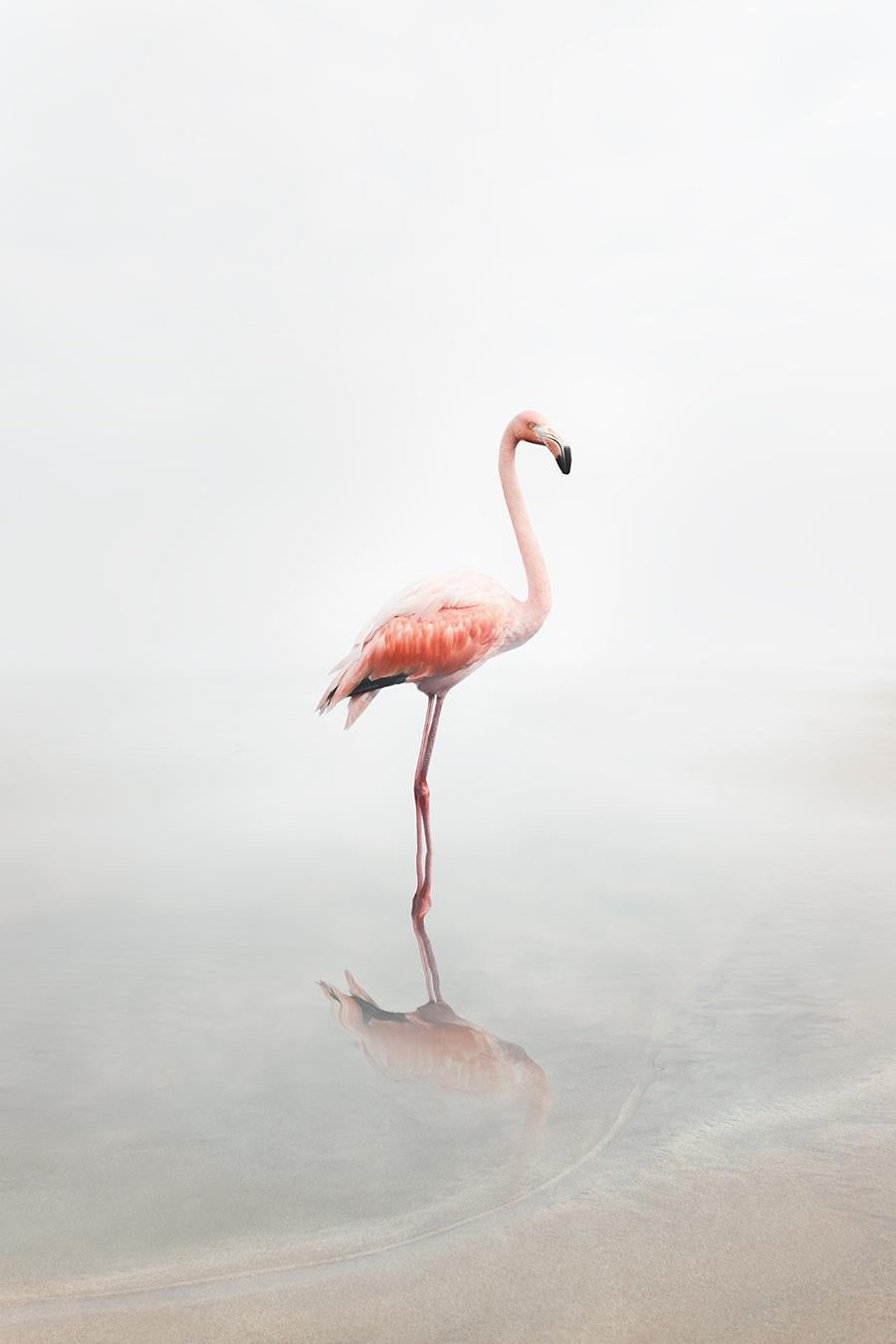 Alice Zilberberg - For Now Flamingo, Photography 2019, Printed After