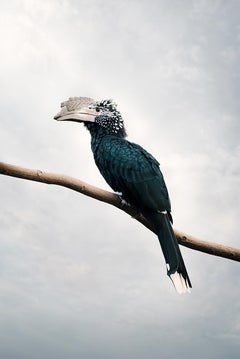 Alice Zilberberg – Holistische Hornbill, Fotografie 2020, Nachdruck