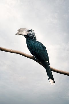 Alice Zilberberg - Holistic Hornbill, photographie 2020, imprimée d'après