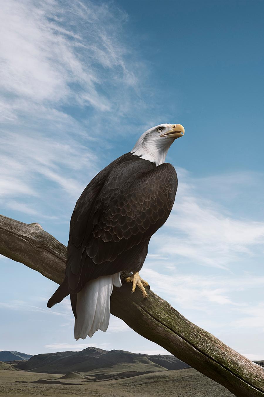 Alice Zilberberg - Imagine Eagle, Fotografie 2024, Nachdruck gedruckt