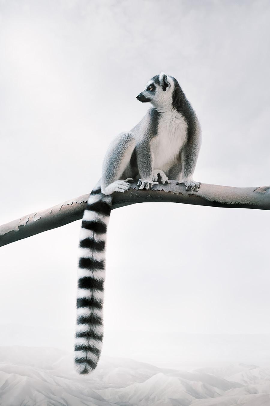Laid-Back Lemur
Series: Meditations
Photo-based painting on Canson Infinity Rag Photographique

Available sizes
30 x 27 in     Edition of 15
40 x 27 in     Edition of 12
60 x 40 in     Edition of 10

In this series, Zilberberg creates animal