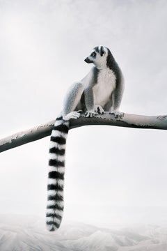 Alice Zilberberg - Laid-Back Lemur, Fotografie 2020, Nachdruck gedruckt