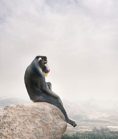Alice Zilberberg - Mindful Mandrill Monkey, Photography 2024, Printed After