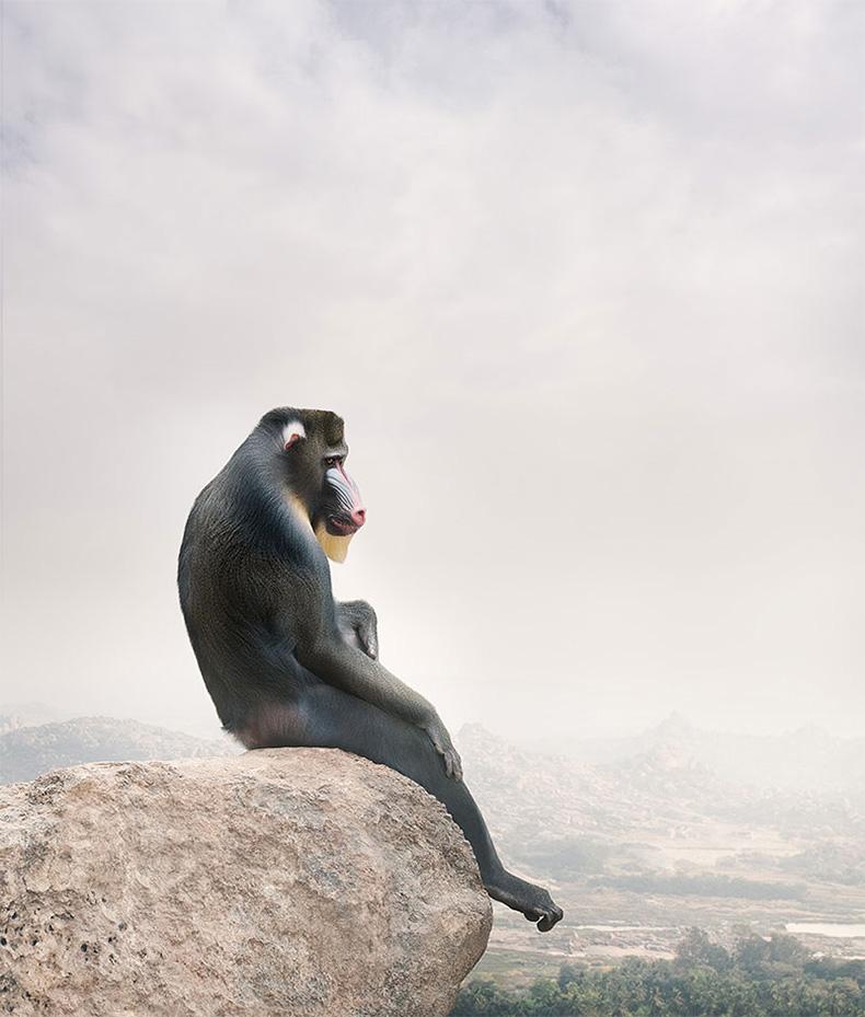 Mono Mandril Mindful
Serie: Meditaciones
Pintura fotográfica sobre Canson Infinity Rag Photographique

Tamaños disponibles
30 x 26 pulg.     Edición de 15
40 x 34 pulg.     Edición de 10 ejemplares
60 x 50 pulg.     Edición de 10 ejemplares

En esta