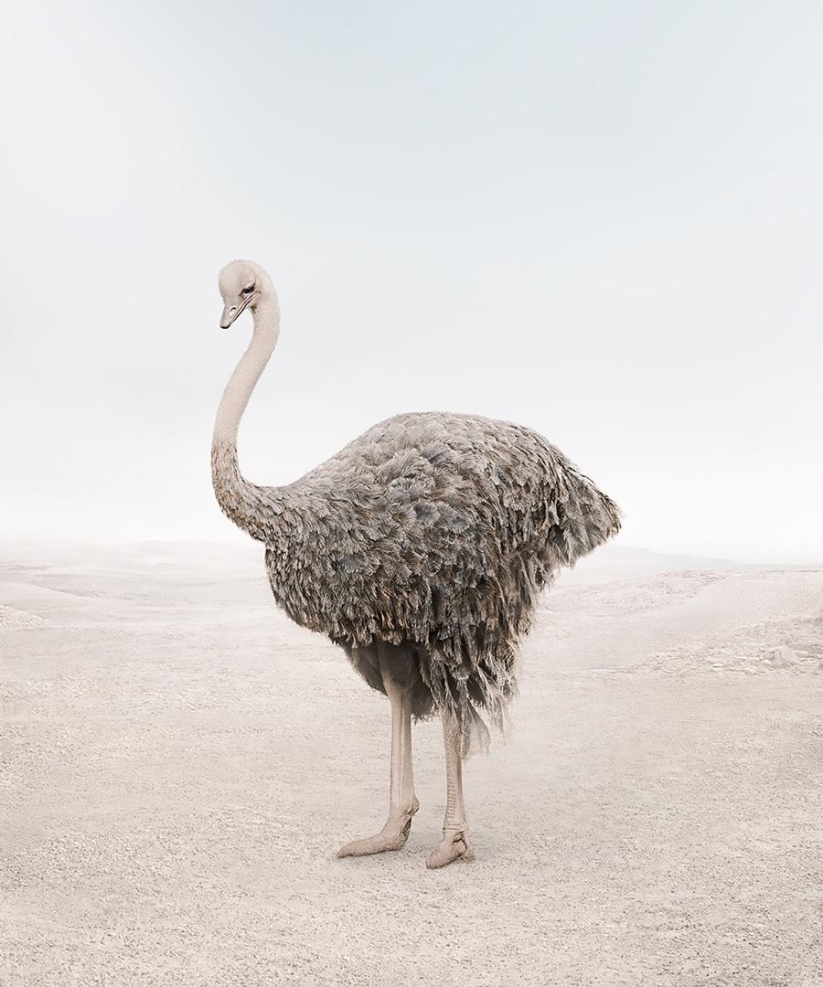 Onward Ostrich
Series: Meditations
Photo-based painting on Canson Infinity Rag Photographique

Available Sizes
30 x 26	Edition of 15
40 x 34	Edition of 12
60 x 50	Edition of 10

In this series, Zilberberg creates animal montages as an expression of