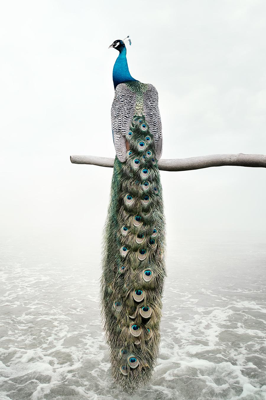 Patience Peacock
Series: Meditations
Photo-based painting on Canson Infinity Rag Photographique

Available sizes
30 x 20 in    Edition of 15
40 x 27 in     Edition of 12
60 x 40 in    Edition of 10

In this series, Zilberberg creates animal montages
