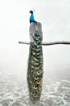Alice Zilberberg - Patience Peacock, photographie 2019, imprimée d'après
