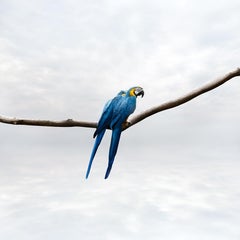 Alice Zilberberg - Pondering Parrot, Fotografie 2019, Nachdruck