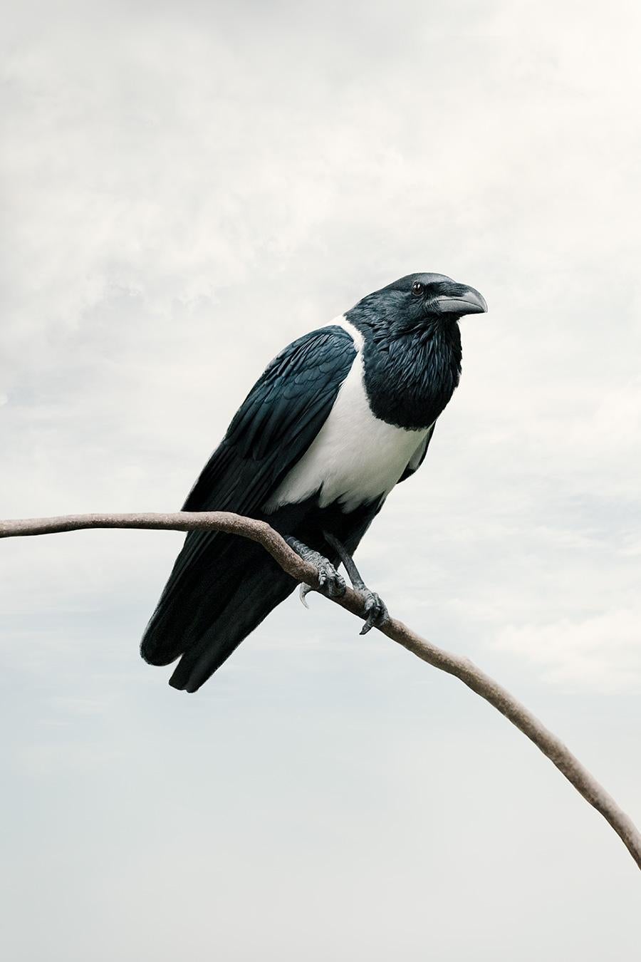 Present Pied Crow
Series: Meditations
Photo-based painting on Canson Infinity Rag Photographique

Available sizes
30 x 20 in     Edition of 15
40 x 27 in     Edition of 12
60 x 40 in     Edition of 10

In this series, Zilberberg creates animal