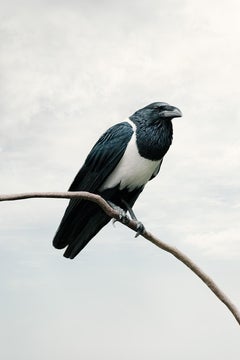 Alice Zilberberg - Present Pied Crow, photographie 2020, imprimée d'après