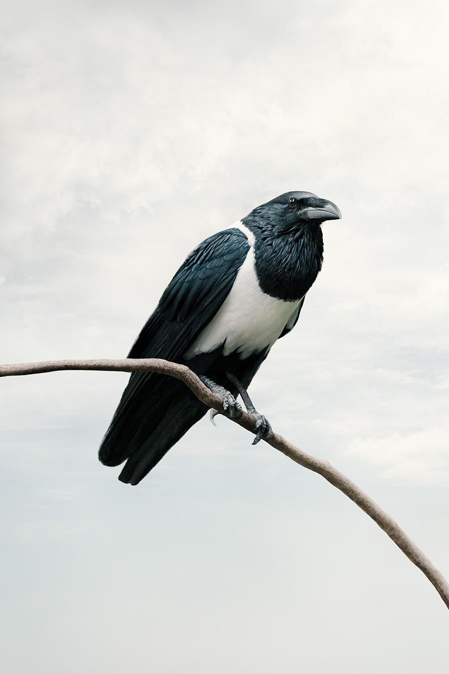 Present Pied Crow
Serie: Meditaciones
Pintura fotográfica sobre Canson Infinity Rag Photographique

Tamaños disponibles
30 x 20 pulg.     Edición de 15
40 x 27 pulg.     Edición de 12 ejemplares
60 x 40 pulg.     Edición de 10 ejemplares

En esta